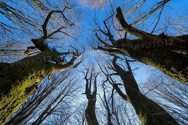 Primeval forest Urwald Sababurg, Hofgeismar, Weser Uplands, Weserbergland, Hesse, Germany