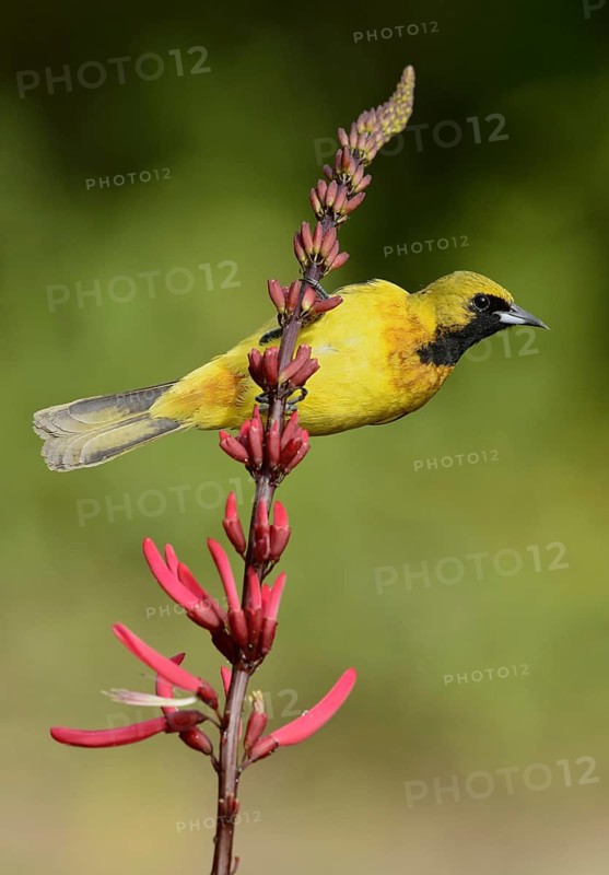Orchard Oriole (Icterus spurius) juvenile, Texas, USA