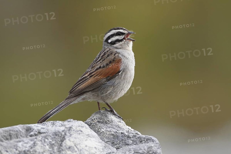 Cape Bunting (Emberiza capensis), singing, Western Cape, South Africa
