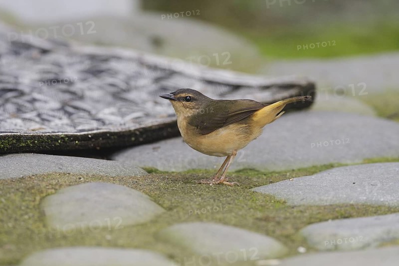 Buff-rumped Warbler (Myiothlypis fulvicauda), Santo Domingo, Ecuador