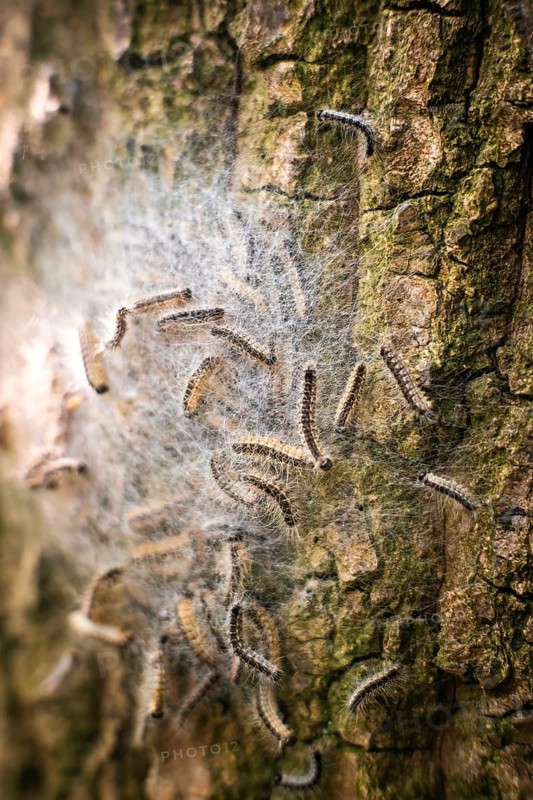 Nest of oak processionary spiders on an oak tree in Düsseldorf, Germany