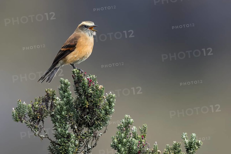 Brown-backed Chat-Tyrant (Ochthoeca fumicolor) perched on a branch in the Andes Mountains in Ecuador