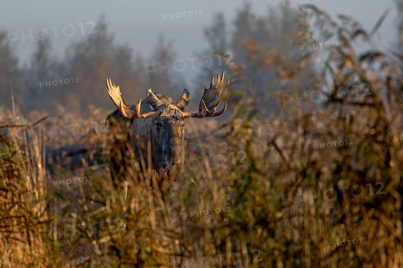 The high fog slowly lifts and the first rays of sunlight hit the bull moose (Alces alces), October, Denmark