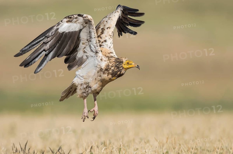 Egyptian Vulture (Neophron percnopterus) talking flight, Castile-La Mancha, Spain