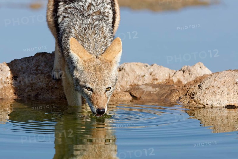 Black-backed jackal (Lupulella mesomelas), adult animal, reflected in the water, drinking at a waterhole, facing camera, Kgalagadi Transfrontier Park, Northern Cape, South Africa