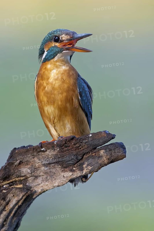 Common Kingfisher (Alcedo atthis) female calling, Saxony-Anhalt, Germany