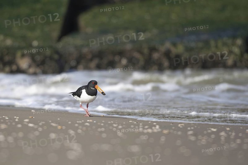 Eurasian Oystercatcher (Haematopus ostralegus) juvenile, Netherlands