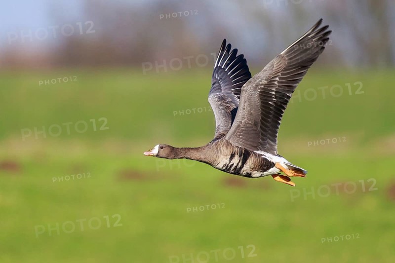 Greater White-fronted Goose (Anser albifrons) flying, North Rhine-Westphalia, Germany