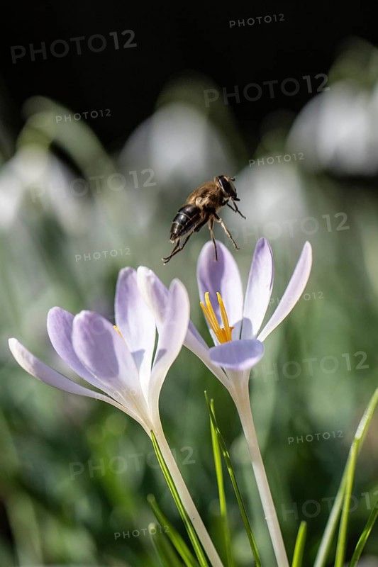 Elfin crocus (Crocus tommasinianus) with honey bee (Apis mellifera), Emsland, Lower Saxony, Germany
