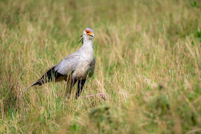 Secretary bird (Sagittarius serpentarius), in the grass, Serengeti National Park, Tanzania