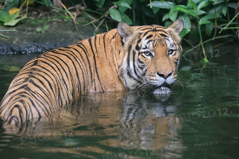 Malaysia tiger (Panthera tigris jacksoni), adult, in water, alert, Malaysia, Southeast Asia