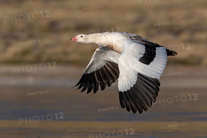 Andean Goose (Chloephaga melanoptera) male flying, Parinacota, Chile