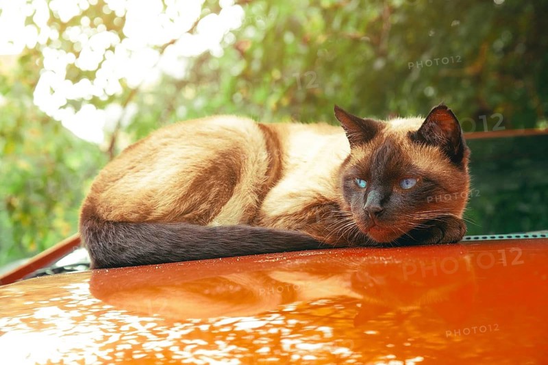 A Siamese cat lies comfortably on the hood of an orange car, basking in the sunlight. Surrounded by greenery, the cat looks relaxed and calm in a peaceful outdoor setting
