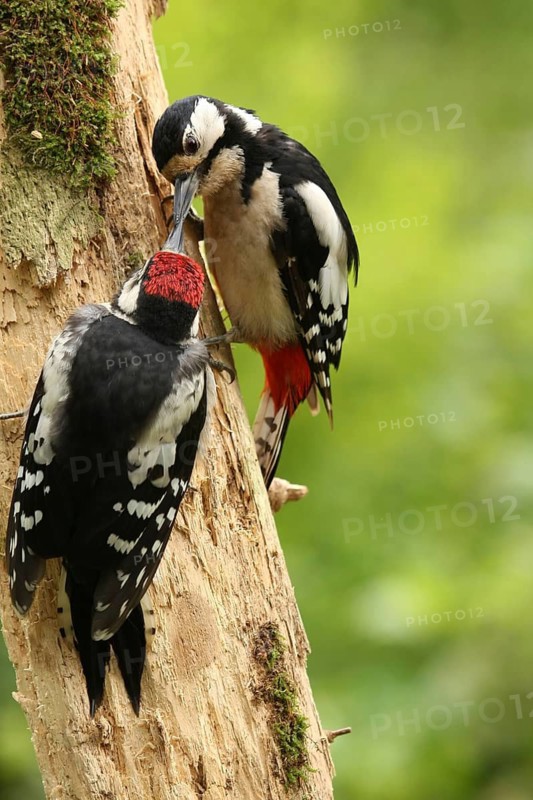 Great Spotted Woodpecker (Dendrocopos major) female with juvenile, Lower Saxony, Germany