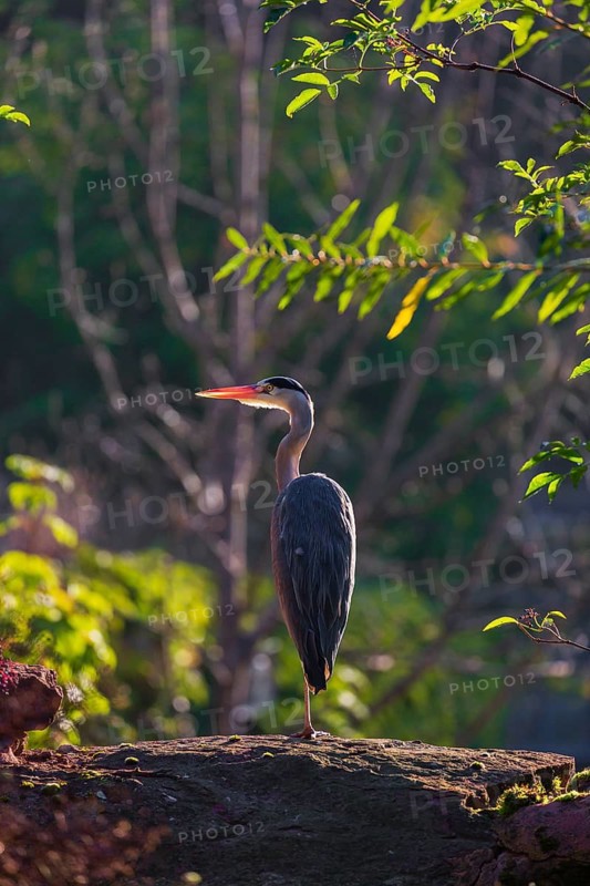 One Grey Heron, Ardea cinerea, stands on a rock, green leaves in backlight are around him
