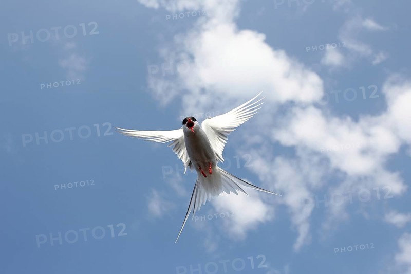 Arctic Arctic Tern (Sterna paradisaea) flying in the blue sky, Lapland, Norway