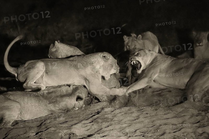African Lion (Panthera leo) pack feeding at night on kill, Sabi Sands, South Afrika