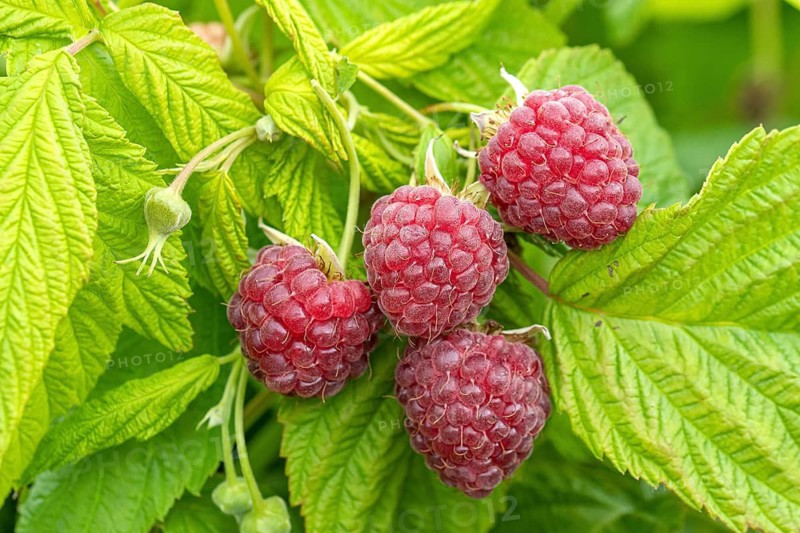 Raspberry (Rubus idaeus 'Autumn Happy'), Cambridge Botanical Garden, Germany