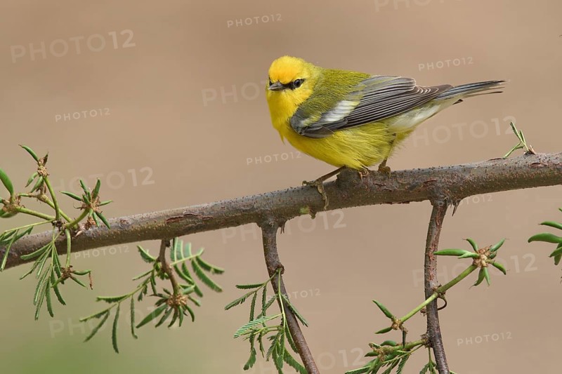 Blue-winged Warbler (Vermivora cyanoptera) male perched on a branch, Texas, USA