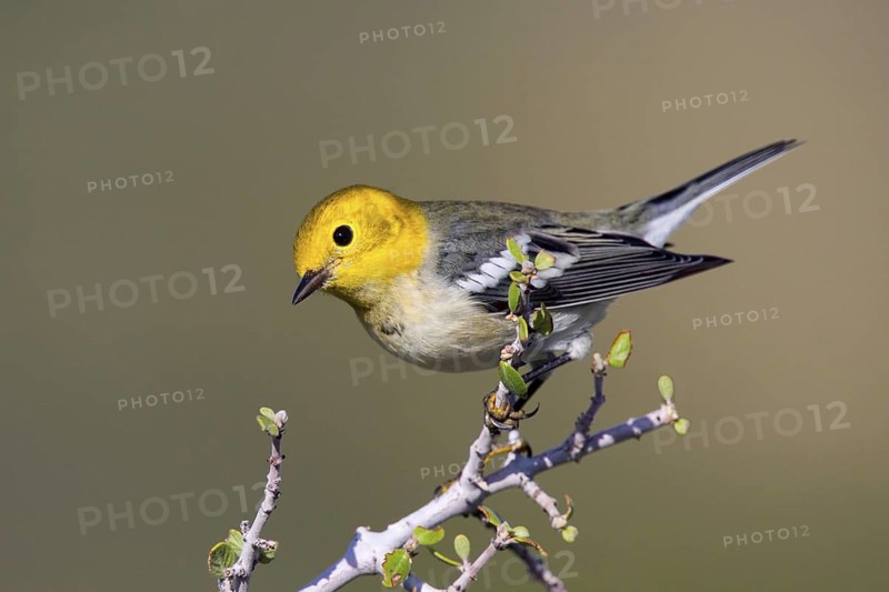 Hermit Warbler Dendroica occidentalis Oracle, Santa Catalina Mountains, Arizona, United States 10 September First fall Male Parulidae