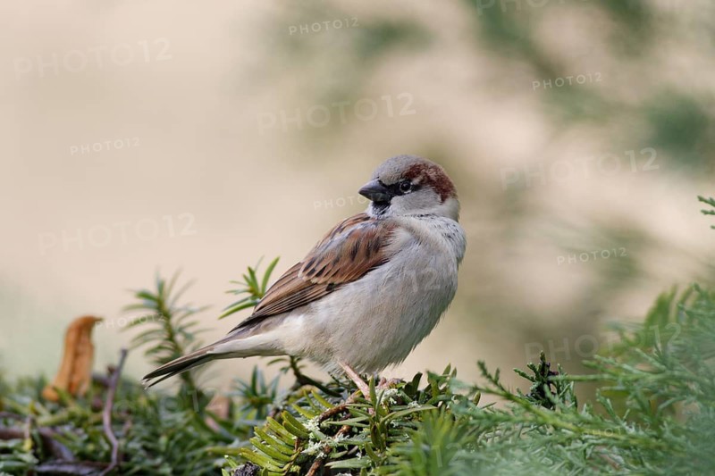 House sparrow (Passer domesticus) resting on an evergreen branch in soft natural light, Germany