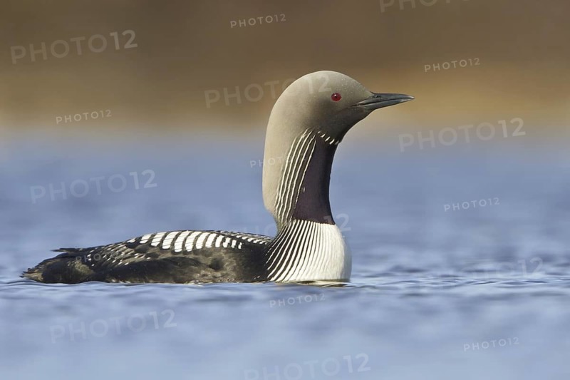 Pacific Loon (Gavia pacifica), Manitoba, Canada
