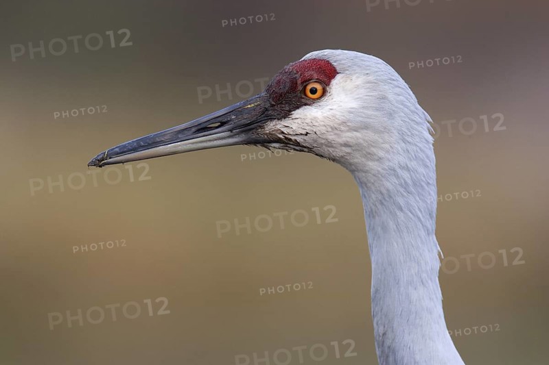 Sandhill Crane (Antigone canadensis), British Columbia, Canada
