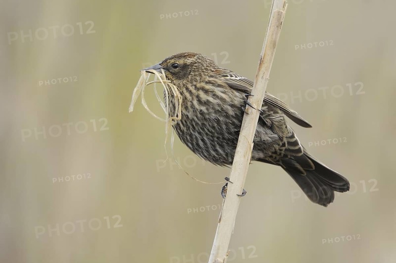 Red-winged Blackbird (Agelaius phoeniceus) female, New Mexico, USA