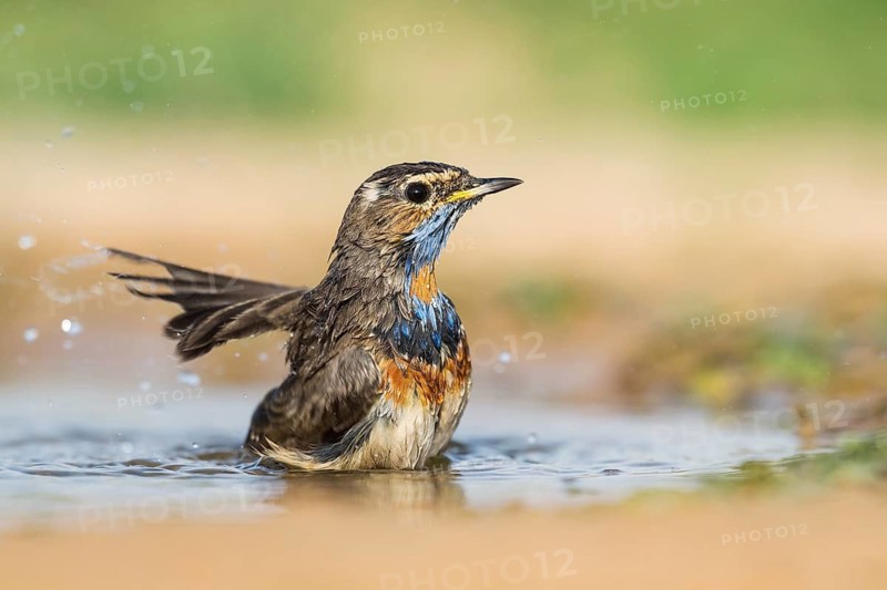 Bluethroat (Luscinia svecica svecica) male bathing, Eilat, Israel