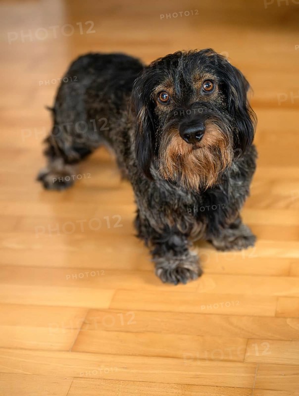 Rough-haired dachshund, male, standing on parquet, Stuttgart, Baden-Württemberg, Germany