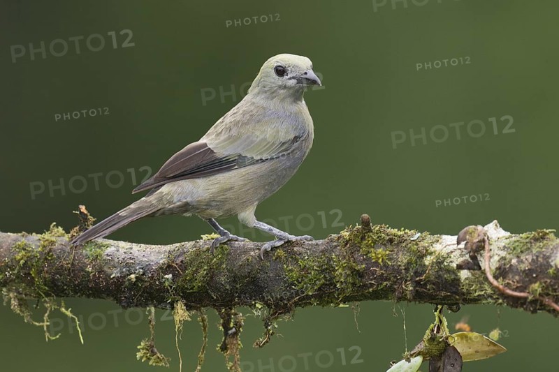Palm Tanager (Thraupis palmarum), Costa Rica