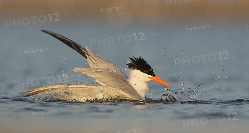 Royal Tern (Thalasseus maximus) bathing, Texas, USA