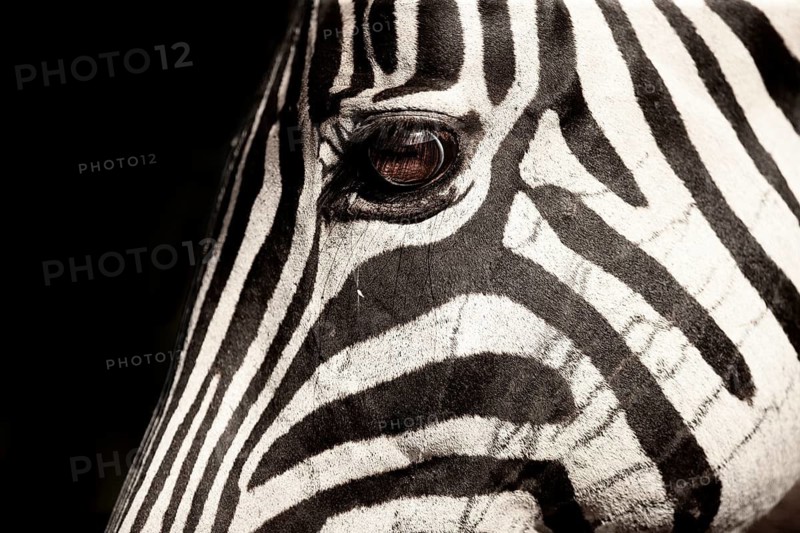 Burchell's Zebra (Equus burchellii) head portrait, Kruger National Park, South Africa