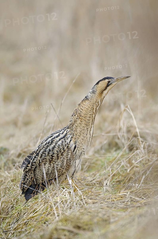Rohrdommel (Botaurus stellaris), Bittern, Altvogel im Winter, Februar, Muenster, Nordrhein-Westfalen, Deutschland