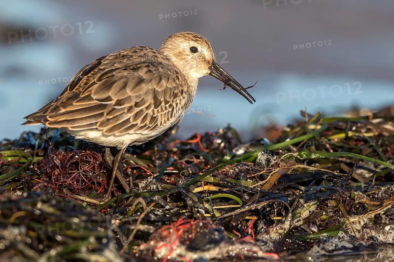 Dunlin (Calidris alpina) foraging on shoreline, Mecklenburg-Western Pomerania, Germany