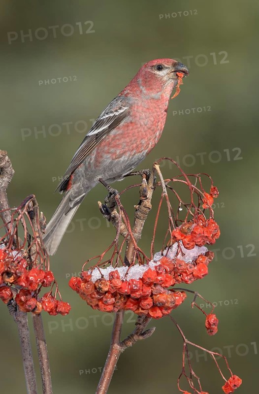 Pine Grosbeak (Pinicola enucleator) male perched on a branch feeding on red berries, Alaska, USA