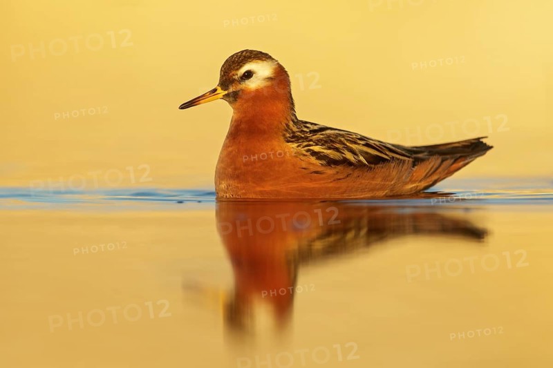 Red Phalarope (Phalaropus fulicarius) feeding on a small pond on the tundra in Northern Alaska