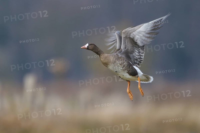 Greater White-fronted Goose (Anser albifrons) juvenile flying, North Rhine-Westphalia, Germany