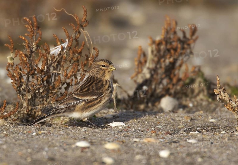 Twite (Linaria flavirostris), Schleswig-Holstein, Germany