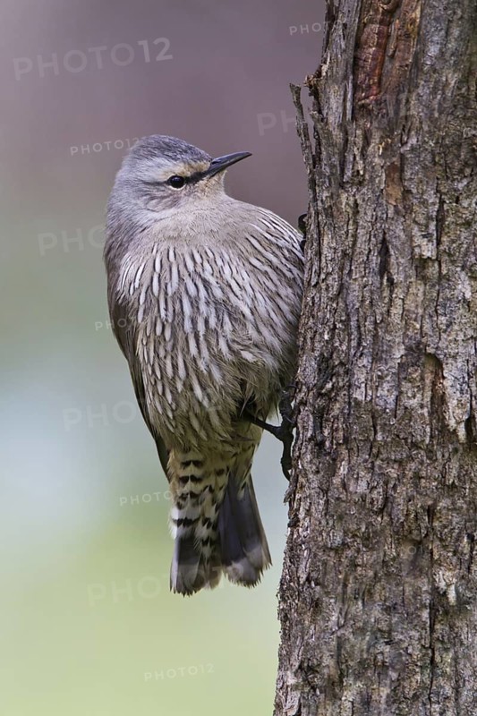 Brown Treecreeper (Climacteris picumnus), Victoria, Australia