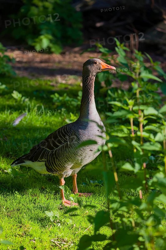 One Greylag Goose, Anser anser, stands on a green meadow