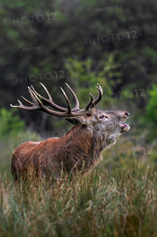 Rutting red deer (Cervus elaphus) stag with big antlers bellowing in grassland at edge of forest during the rut in autumn, fall