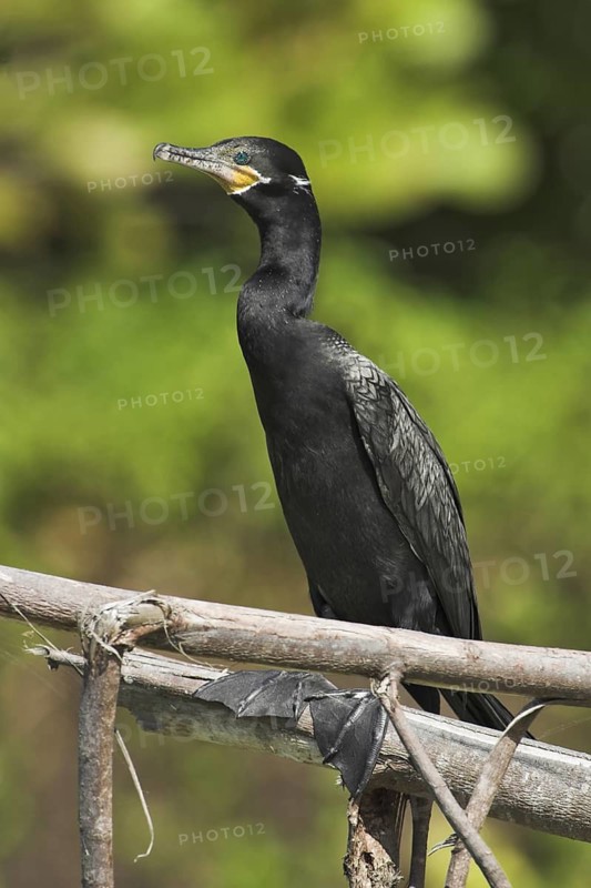 Neotropic Cormorant (Phalacrocorax brasilianus)