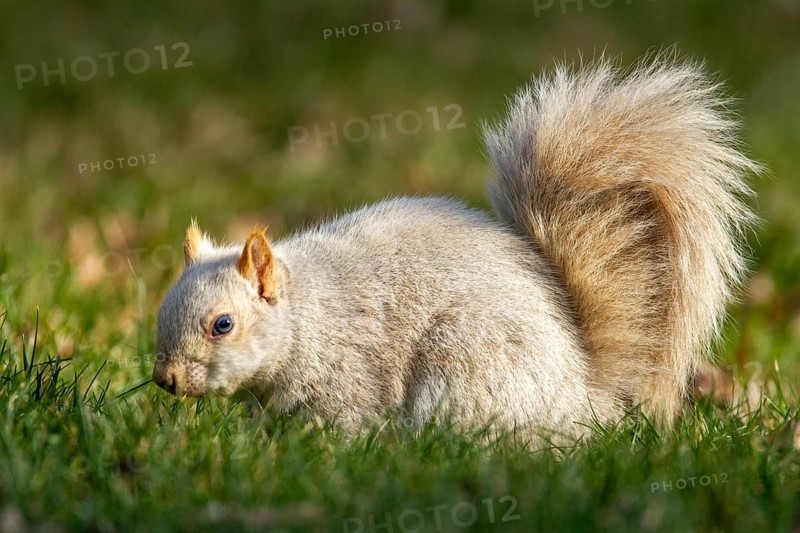 Eastern gray squirrel (sciurus carolinensis) sitting on forest floor and watching, typically rare genetic variants, not a distinct species, often caused by leucism (white fur, dark eyes) or, more rarely, albinism (white fur, red eyes), Montreal botanical garden, province of Quebec, Canada