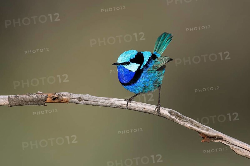 Splendid Fairywren (Malurus splendens callainus) male perched on a branch, South Australia, Australia