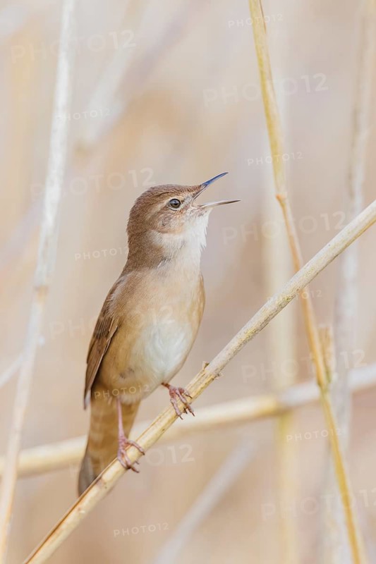Rohrschwirl, Locustella luscinioides Savi's, warbler, Locustella luscinioides