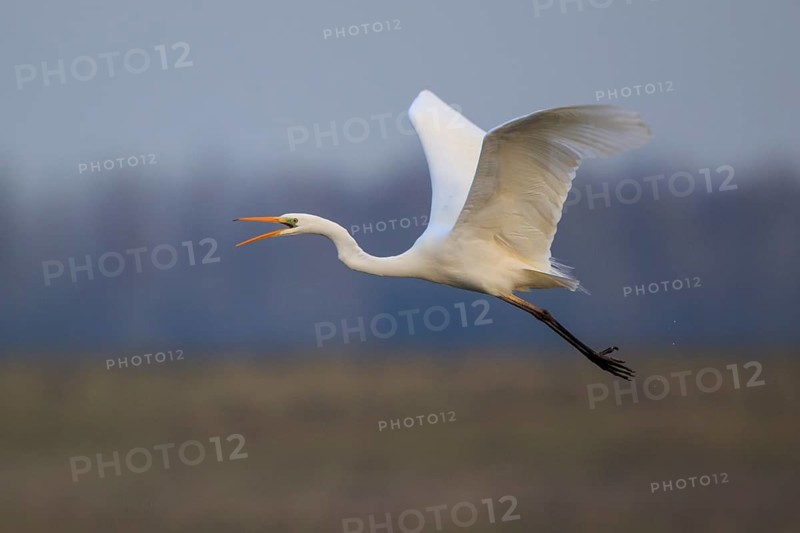 Great Egret (Ardea alba) calling in flight, North Rhine-Westphalia, Germany