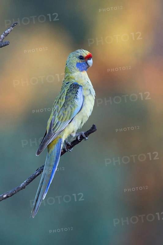 Yellow Rosella (Platycercus elegans flaveolus) male, Victoria, Australia