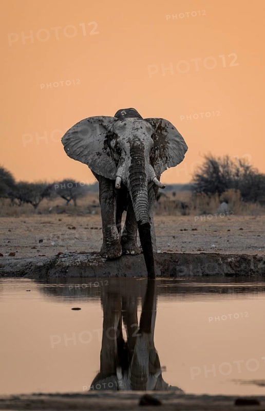 African elephant (Loxodonta africana), drinking at a waterhole, reflection, at sunset, Nxai Pan National Park, Botswana