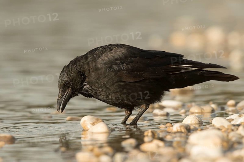 Carrion Crow (Corvus corone) at waterhole, Bavaria, Germany